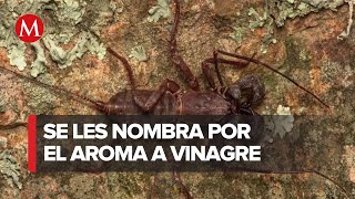 Descubren tres nuevas especies de vinagrillo gigante en México suelen confundirlos con alacranes [upl. by Cargian]