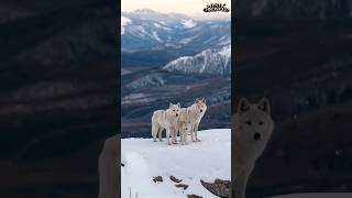 Snow White Wolf Family With Cubs  A Rare and Magical Moment in the Wild wolf cuteanimal wildlife [upl. by Bruce]