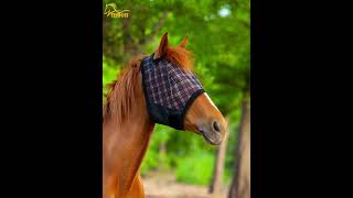 Horse mesh fly mask HorseRugs horseriding HorseBoots [upl. by Aramit]