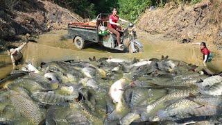 Use 3wheeled Vehicle To Harvesting Many Big Fish At Fish Pond Go To Countryside Market Sell [upl. by Ariana]