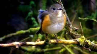 RedFlanked Bluetail tarsiger cyanurus [upl. by Llennoc]