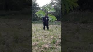 This might be the biggest Giant Hogweed leaf you will ever see [upl. by Satterfield]