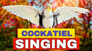 How to train Cockatiel Parrot singing and Make them Happy 🌿 [upl. by Wheelwright]