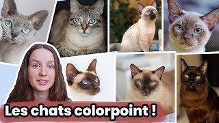 Les Couleurs des Chats le Colorpoint ou Siamois Mink et Sépia [upl. by Paradies]