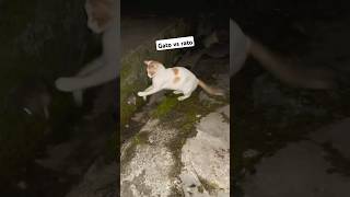 RATO VS GATO kkkkkkk gatos ratos animais briga luta gatosendogato [upl. by Shuping406]