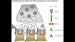 Acetylcholine receptors Nicotinic and Muscarinic acetylcholine receptors [upl. by Crenshaw]