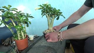 Working on white Adenium Obesum cuttings  desert rose [upl. by Baylor]