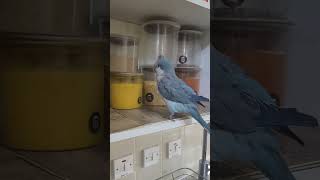 Quaker Parrot is talking and singing with me shorts [upl. by Retniw]