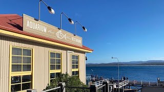 Where to eat and explore in Merimbula NSW  Wharf Restaurant and Aquarium [upl. by Asiilanna]