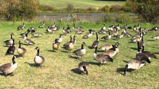 Bernaches du CanadaCanada Geese [upl. by Eyssej518]