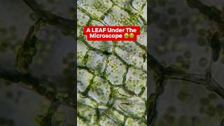 LEAF Cells Through a Microscope 😱😱 [upl. by Wojcik]