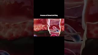 Why your blood clots shorts animatedshorts [upl. by Ssyla]