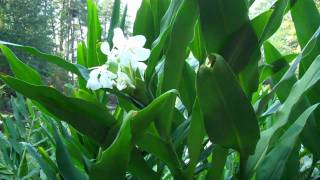 Duke Gardens White ginger lily [upl. by Anrahc]