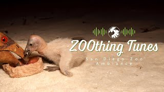 1 Hour of Condor Puppet Feeding Ambience for RelaxingStudying  San Diego Zoo ZOOthing Tunes LoFi [upl. by Sallyanne]