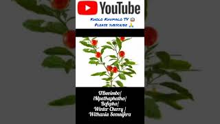 Incazelo ngoBuvimboiMpathaphathaBofepho Winter Cherry Withania Somnifera  By Kholo Khumalo TV [upl. by Nivonod]