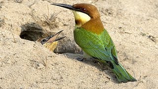 Green Bee Eatermerops orientalis Feeding Her Chicks In The Nest Neat Of Bee Eater Bird [upl. by Pavlov921]