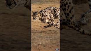 Cheetahs The Worlds Fastest Land Animals [upl. by Irot126]