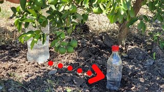 Como hacer riego por goteo con botellas para nuestras plantas de Limón  Riego en cítricos [upl. by Renate]