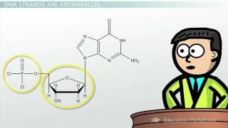 DNA  Adenine Guanine Cytosine Thymine [upl. by Tsepmet950]