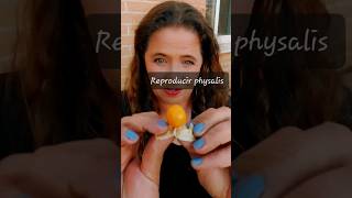 Reproducir physalis desde el fruto [upl. by Eiznekam]