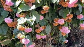 Pink ball treeDombeya wallichiiTropical hydrangea [upl. by Landa]