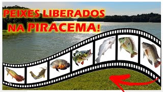 PEIXES LIBERADOS PARA PESCAR NA PIRACEMA 2023 ATÉ 2024 [upl. by Naujak969]