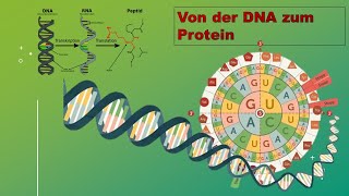 Von der DNA zum Protein Vorlesung Zellbiologie Teil 10  with english subtitles [upl. by Nnaeerb]