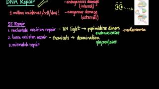 Double strand break repair  homologous recombination [upl. by Ahsii]