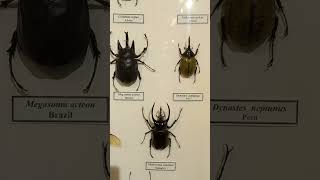 Collection of Tropical Beetles Scarabaeidae Coleoptera Awesome Dynastes Megasoma Nature Museum [upl. by Liddy]