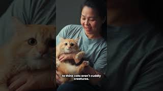 Do Cats Hate Cuddling cat catlover facts shorts [upl. by Thormora]