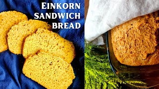 How to Make EINKORN SANDWICH BREAD 🥪 Easy Sourdough Recipe [upl. by Encratis]