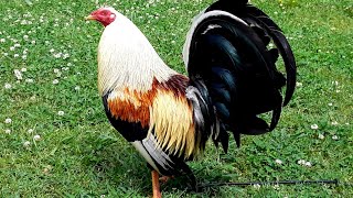 American Fowl At Legends Farm [upl. by Tallu951]