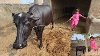 Village life vlog in Pakistan  Buffalo care  Chacha Bhatija [upl. by Chadbourne996]