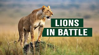 The Apex Predators Fighting To Feed Their 21 Lion Family  Pride In Battle  Full Documentary [upl. by Oretos37]