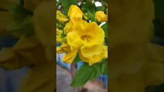 tecoma flower yellow eldergardenflowers flowers creative naturegardengirl natural flowers [upl. by Kellen]