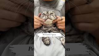 Pet carrier apron cat petpet catlover [upl. by Llabmik748]