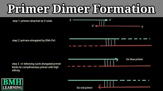 Primer Dimers  How Primer Dimers Are Formed  Primer Dimer Formation [upl. by Friedland655]