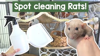 How I spot clean my Rat cage  Clean with me [upl. by Bissell818]