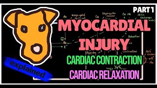 Myocardium Physiology [upl. by Bohlin]