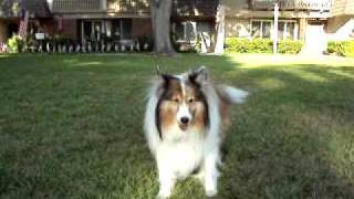 Sheltie playing soccer [upl. by Rubin943]