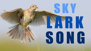 Bird sounds  Skylark singing in the spring sky [upl. by Airtemad252]