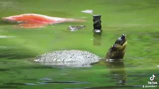 a beaknosed turtle peeks out of the water [upl. by Oiludbo]