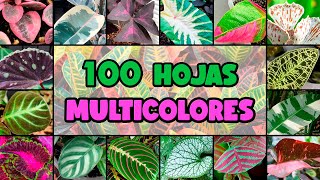 100 PLANTAS con HOJAS de MUCHOS COLORES [upl. by Boniface]