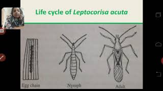 Paddy pest  Leptocorisa acuta [upl. by Imailiv]