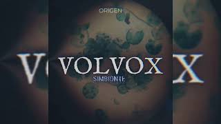 VOLVOX  SYMBIONTE ORIGEN EP [upl. by Aisats]