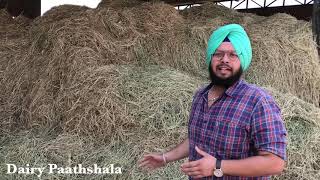 Rye grass benefits for dairy farmers in Punjabi [upl. by Josephina]