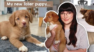 Meet my Nova Scotia Duck Tolling Retriever puppy [upl. by Woodcock]