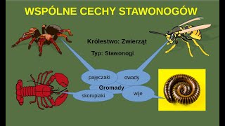 Cechy stawonogów Stawonogi [upl. by Ternan]