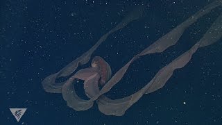 Ghostly critters from the deep sea Stygiomedusa gigantea [upl. by Eibrab789]