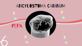 Ancylostoma Caninum [upl. by Savina]